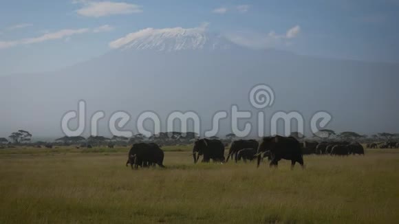 乞力马扎罗山背景下平原上的非洲象群视频的预览图