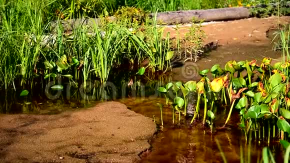 沼泽草中的森林溪流视频的预览图