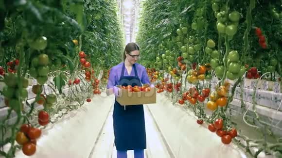 玻璃屋工作人员拿着一个篮子里面放着成熟的西红柿和微笑视频的预览图