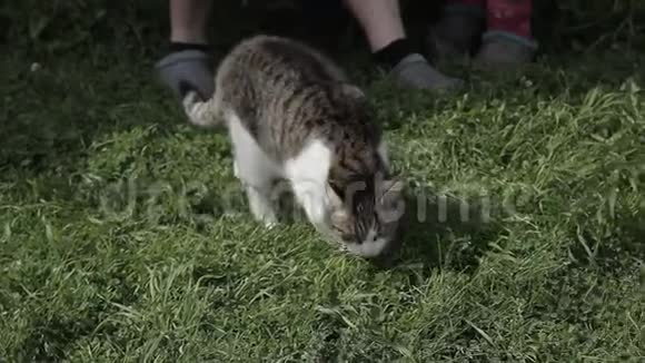 猫在草地上视频的预览图