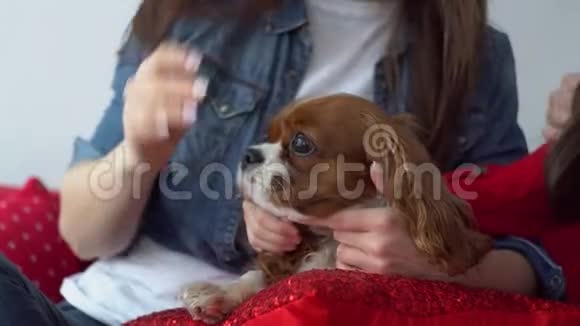 一个女人和一个小女孩和一只可爱的狗混在一起视频的预览图