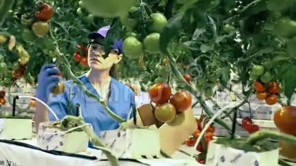 农业新鲜健康的有机食品理念女人在温室里从树枝上收集西红柿视频的预览图