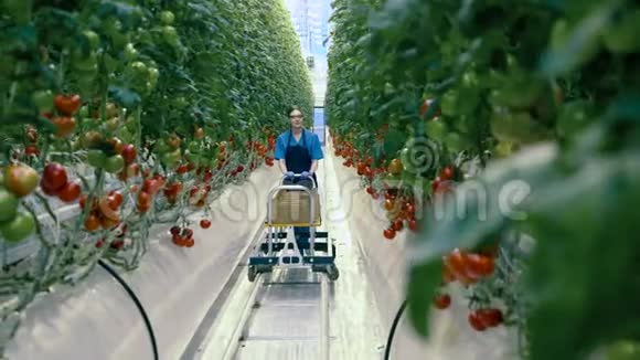一个女人在温室里种成熟的西红柿农业新鲜健康的有机食品理念农业视频的预览图