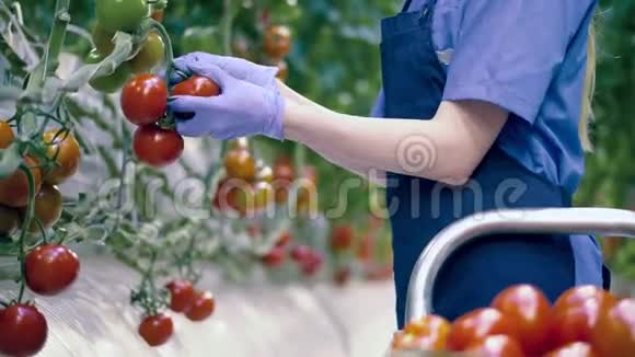 农业新鲜健康的有机食品理念人们从树枝上摘熟的西红柿视频的预览图