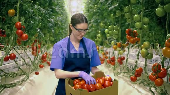 快乐的园丁拿着一个装满红色西红柿的篮子农业产业新鲜蔬菜理念视频的预览图