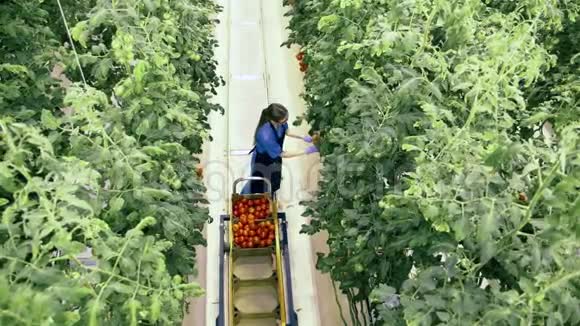温室的工人收集成熟的西红柿视频的预览图