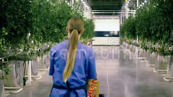 一个带着手推车的女人在温室里收集西红柿视频的预览图