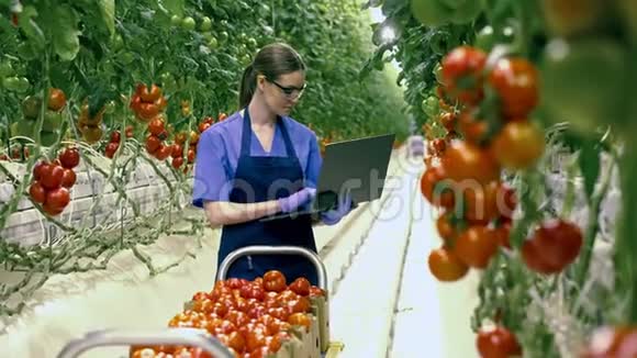 有笔记本电脑的女人在温室里检查西红柿农业新鲜健康的有机食品理念视频的预览图