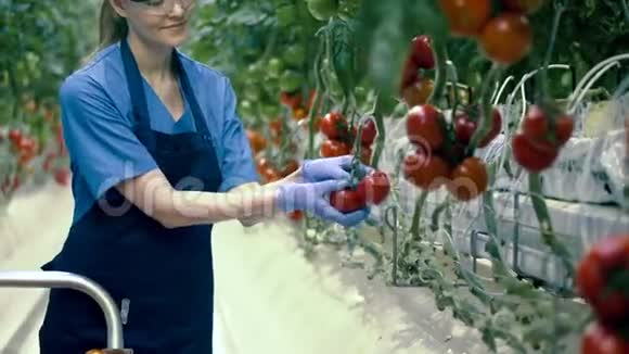 女工人在温室里从树枝上收集西红柿农业新鲜健康的有机食品理念视频的预览图
