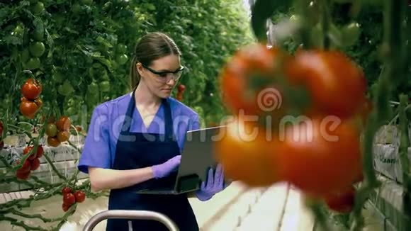 女工人检查成熟的西红柿在笔记本电脑上打字视频的预览图