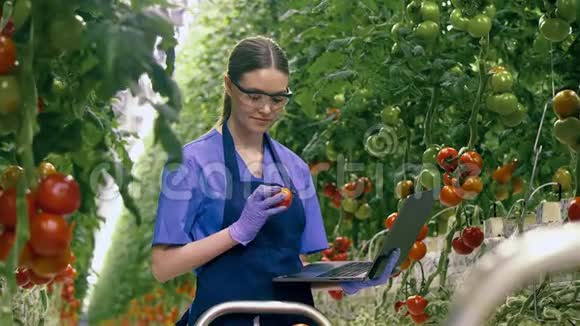 年轻的女人在检查红色西红柿的时候用笔记本电脑工作农业产业新鲜蔬菜理念视频的预览图