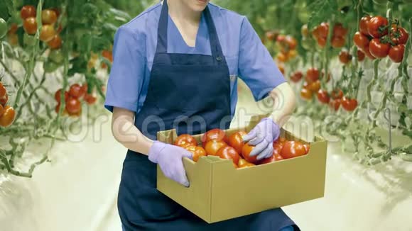 农业产业新鲜蔬菜理念工人在篮子里检查西红柿视频的预览图