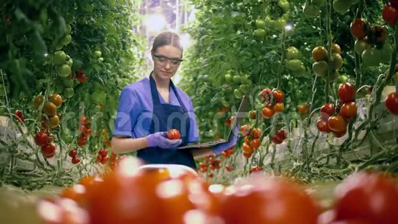 一个园丁用笔记本电脑检查西红柿农业产业新鲜蔬菜理念视频的预览图