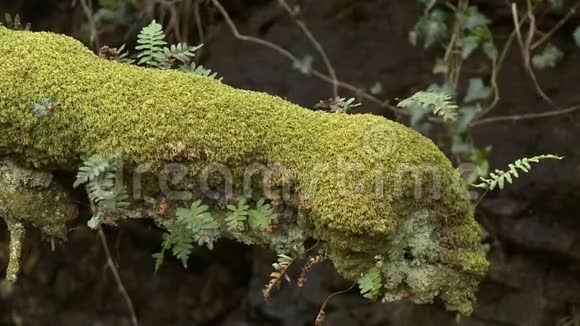 一根长满苔藓和蕨类植物的原木视频的预览图