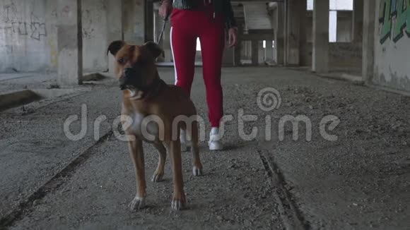 年轻的金发女孩和一只狗品种美国斯塔福德郡梗站在一个废弃的建筑物视频的预览图