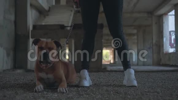 美国斯塔福德郡的一只带狗的小女孩正站在一座废弃的建筑里女孩抽烟视频的预览图