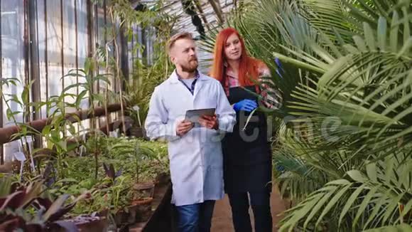 在一个农业温室里红头发的女园丁向农业科学家展示了他所带的装饰植物视频的预览图