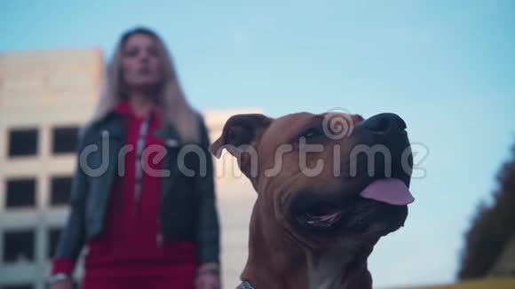 在美国斯塔福德郡猎犬和他的情妇一个年轻的女孩的狗的框架内在背景中视频的预览图