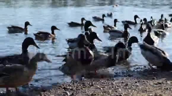 在河岸上喂鸭子视频的预览图