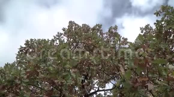 老橡树在风中摇曳视频的预览图