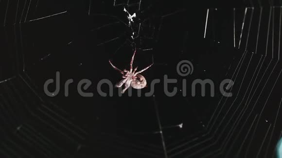 蜘蛛做网络视频的预览图