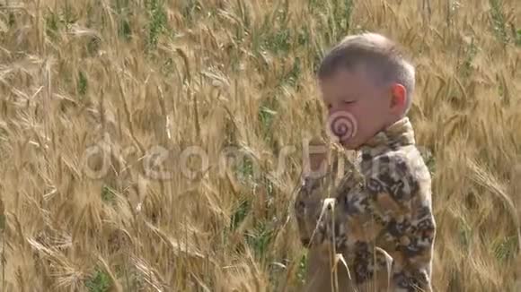 男孩跑在粮田上视频的预览图