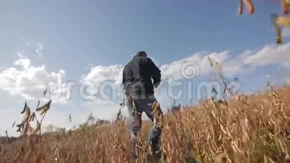 农夫穿过麦田底部视图视频的预览图