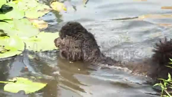 黑狗在河上奔跑视频的预览图