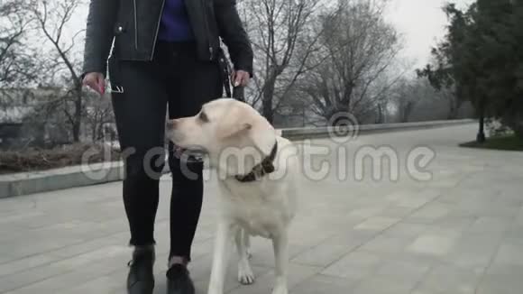 在城市公园里一个面目全非的女人带着一只猎犬走着视频的预览图