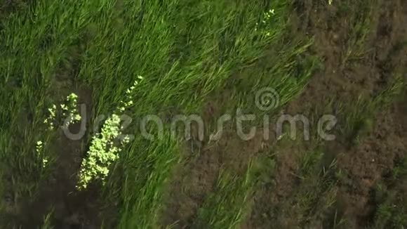 钙泡草一种水下植物视频的预览图