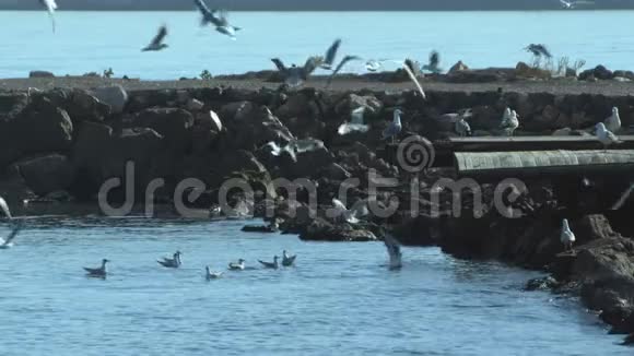 海鸥群在沙滩上飞翔视频的预览图