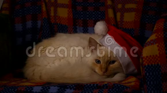 戴圣诞帽的猫视频的预览图