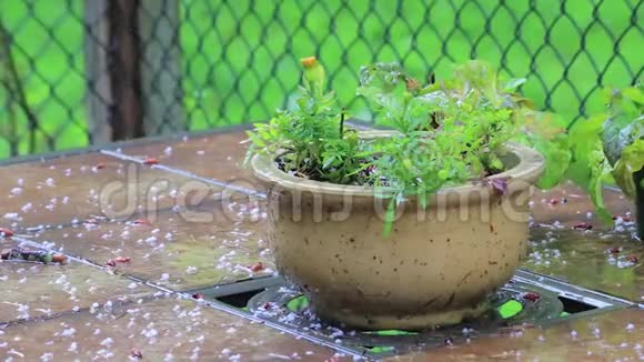 在雨中种在桌子上视频的预览图