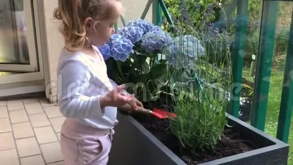女孩在阳台上种植薰衣草和绣球花视频的预览图