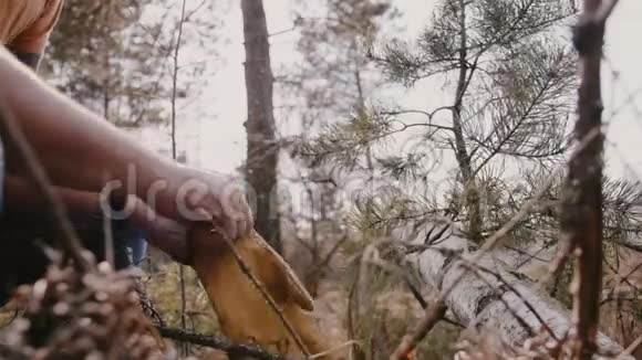 影院特写男手戴上防护手套前砍倒落木在野林中慢动作视频的预览图