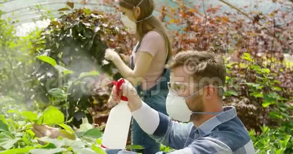 男女职业园丁在植物上喷洒肥料视频的预览图