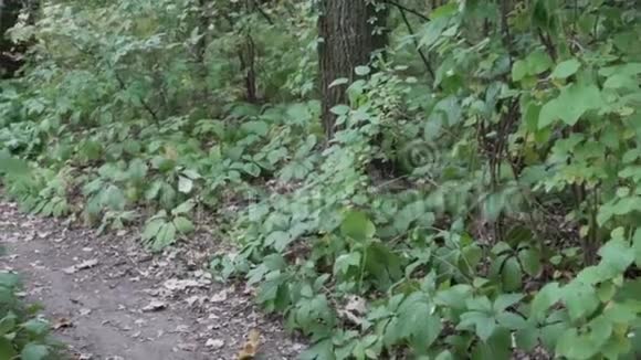 林中绿色植物的小径视频的预览图