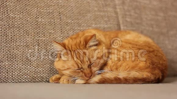 漂亮的红猫躺在沙发上视频的预览图