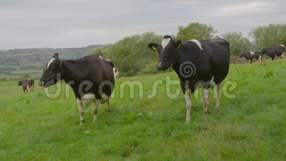 一对奶牛的正面景色视频的预览图