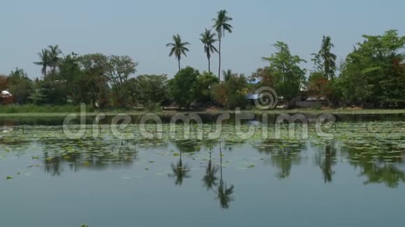 湖的岸边和棕榈树视频的预览图