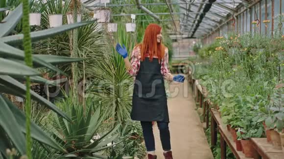 漂亮的女园丁在她的花棚里用装饰植物照料每一种植物视频的预览图