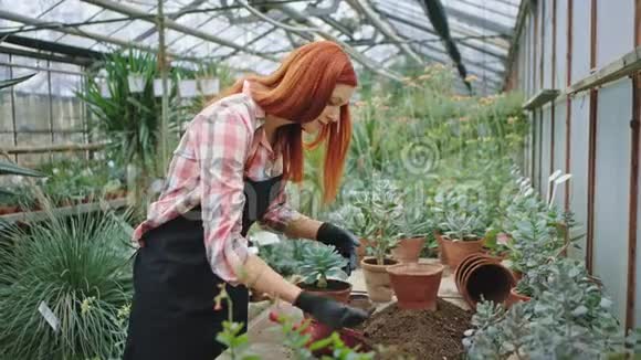 红发美女花匠在一个大花房里小心翼翼地把一朵小花放在她喜欢的花盆里视频的预览图