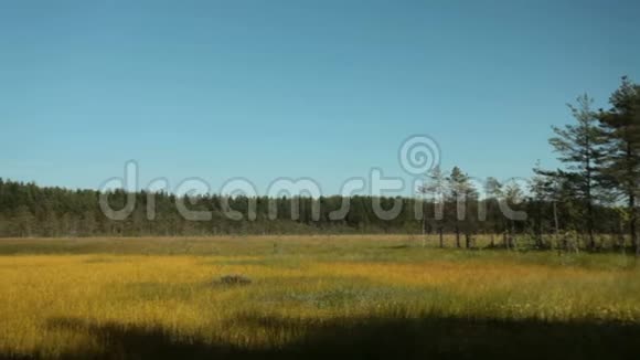 夏季沼泽的景色视频的预览图