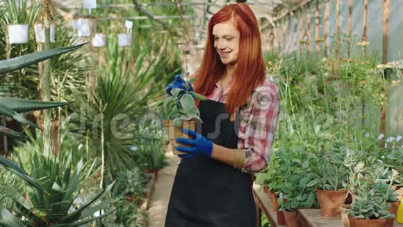 可爱的园丁女士非常仔细地分析了温室中央花盆里的装饰植物视频的预览图