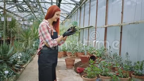 花房里漂亮的花店小姐把植物从另一个罐子里的罐子里移走非常小心她很享受视频的预览图