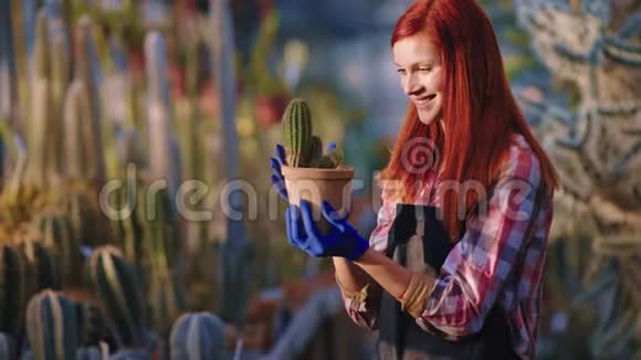 花匠拿着一壶仙人掌微笑着美丽的大红帽女园丁在阳光明媚的环境中用爱看着植物视频的预览图