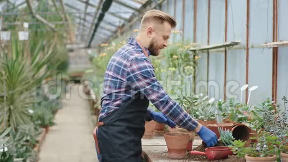 漂亮的园丁集中在一个大花棚里工作他戴着蓝色手套展示了这个过程视频的预览图