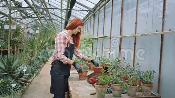 美丽的红发女园丁在一个大花房里种了一个花盆她工作非常集中工作非常集中视频的预览图