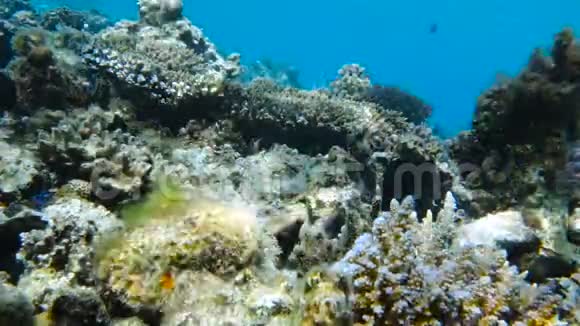 已经毁了的珊瑚礁视频的预览图