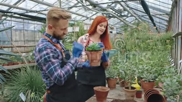 花房里的两位花匠一位女士和一位男士的家庭经营理念他们一起把这种植物种在视频的预览图